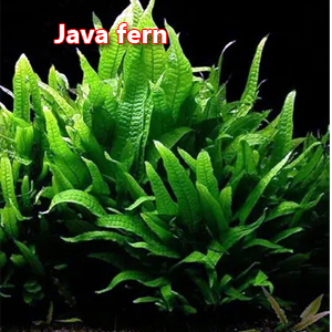 Java fern